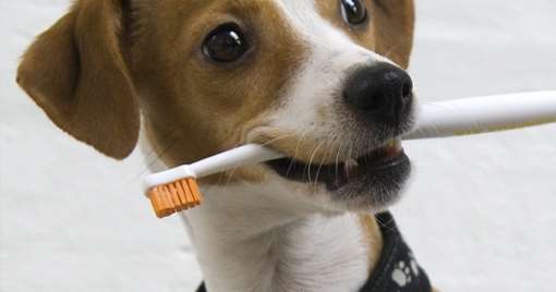 tandbørstning-hund-en-guide-til-indlæring-602x441_a