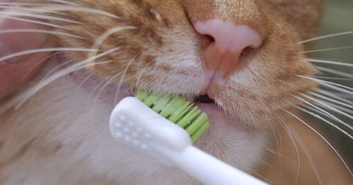 tandbørstning-kat-en-guide-til-indlæring-602x441_a